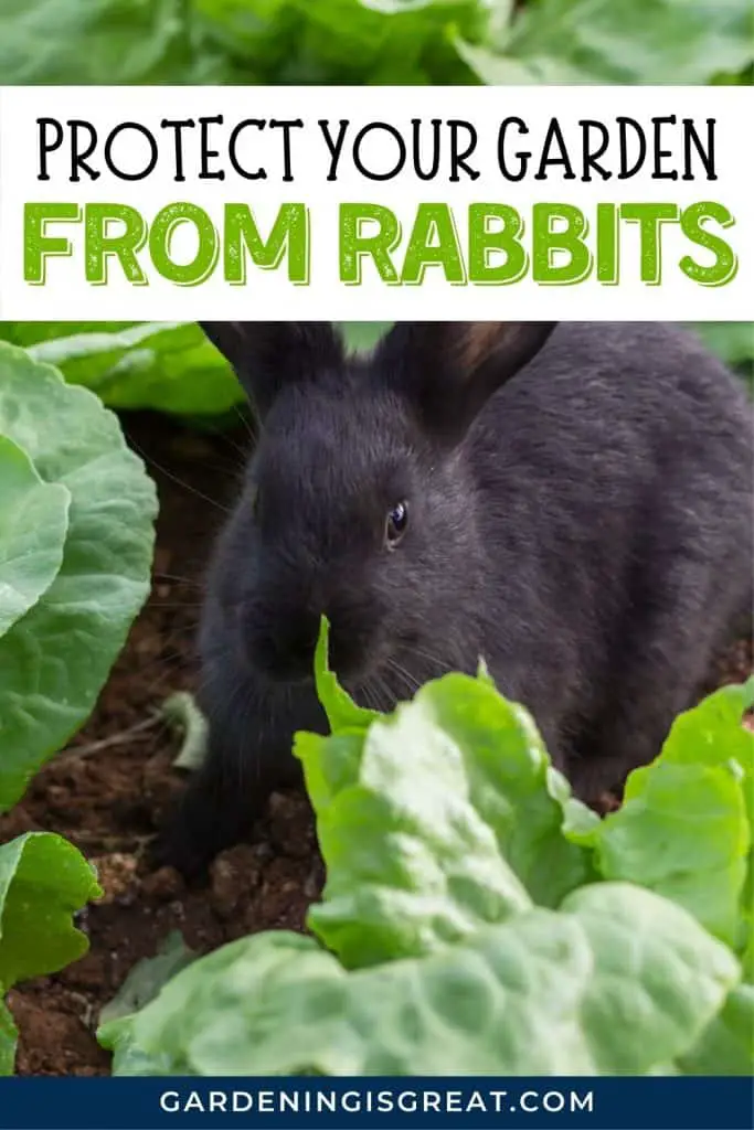protect garden rabbits pin