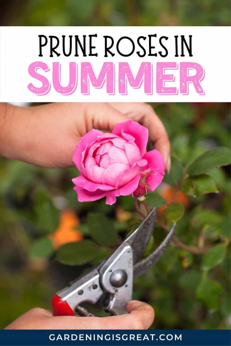 How To Prune Roses In Summer Gardening is Great