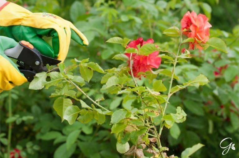How To Prune Roses In Summer
