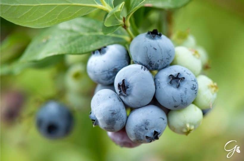 ripe sweet blueberries