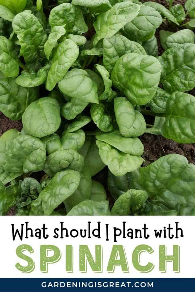 8 Spinach Companion Plants That Grow Well With Spinach Gardening is Great
