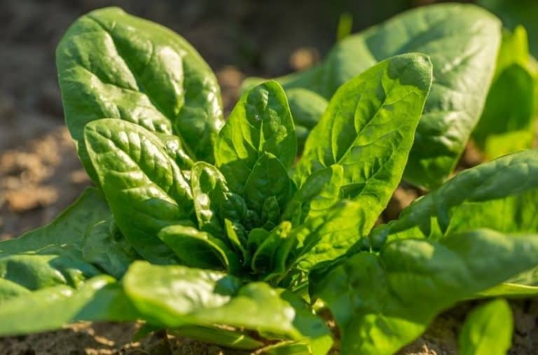 8 Spinach Companion Plants That Grow Well With Spinach