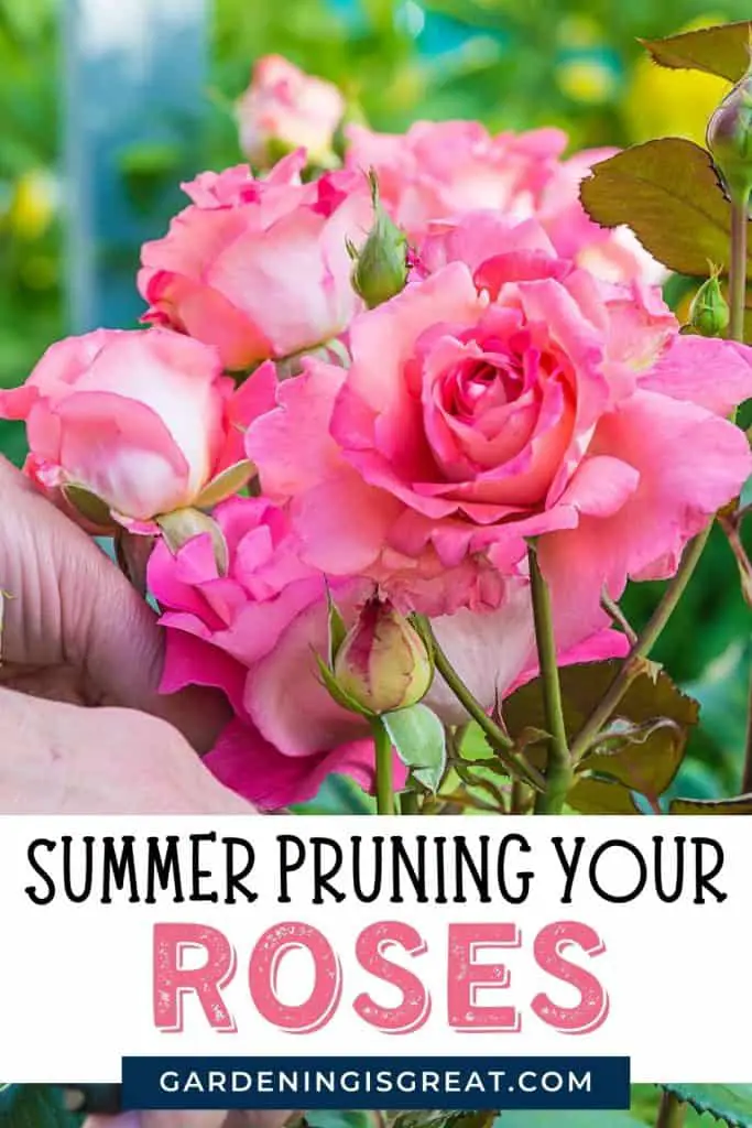 summer pruning roses