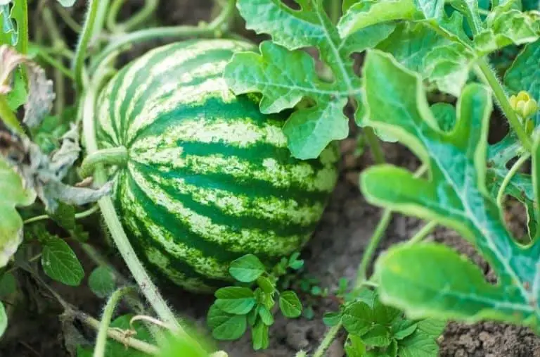Best Companion Plants for Watermelons