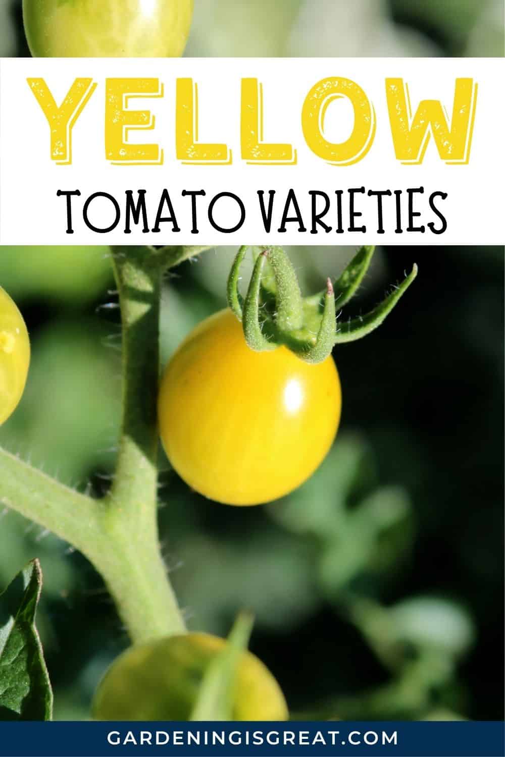 yellow tomato varieties