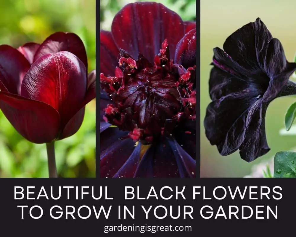 Beautiful Black Flowers to grow in your garden