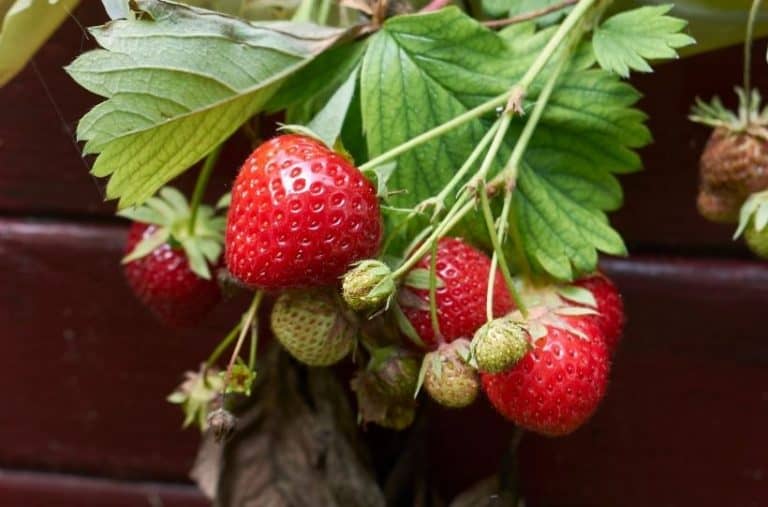 Strawberry ‘Redgauntlet’