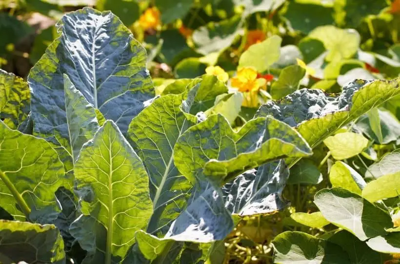 cabbage companion plants
