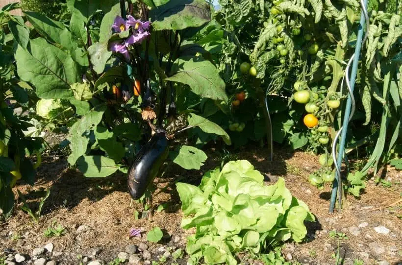 companion plants with eggplant