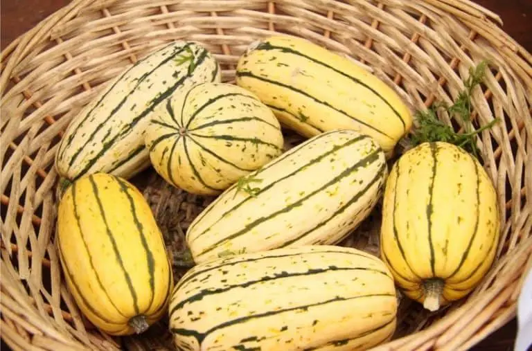 When Should You Harvest Delicata Squash?
