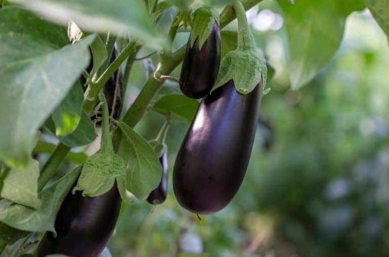 Eggplant Companion Plants: What to Plant With Eggplants