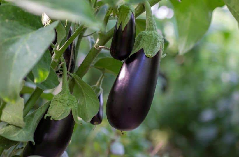 grow eggplant