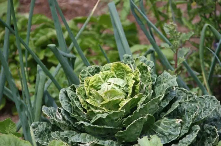 How To Grow Cabbage – Growing Cabbage In Your Garden