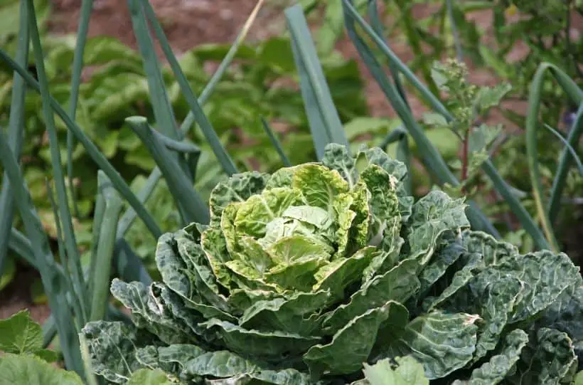 growing cabbage in the garden