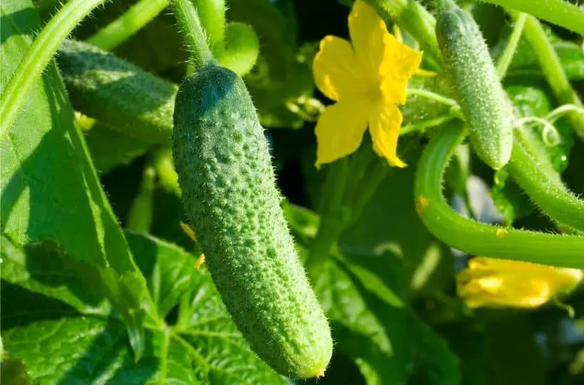 Cucumber Companion Plants: What to Plant With Cucumbers