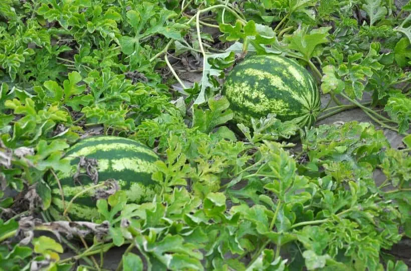growing watermelons