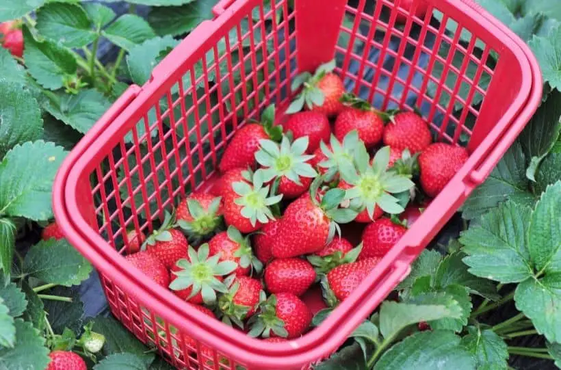 harvesting ripe strawberries