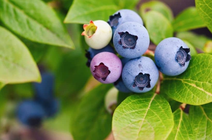 lowbush blueberry