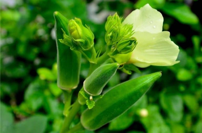 The Best Companion Plants For Okra
