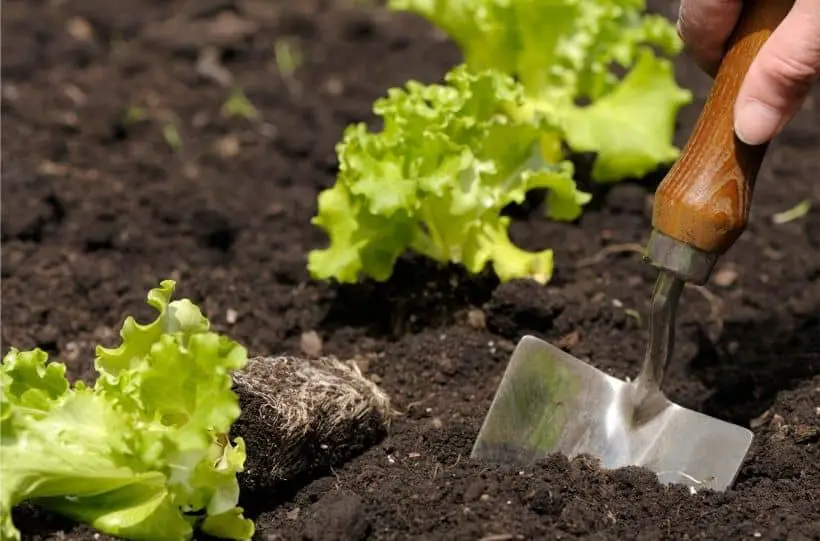 planting lettuce