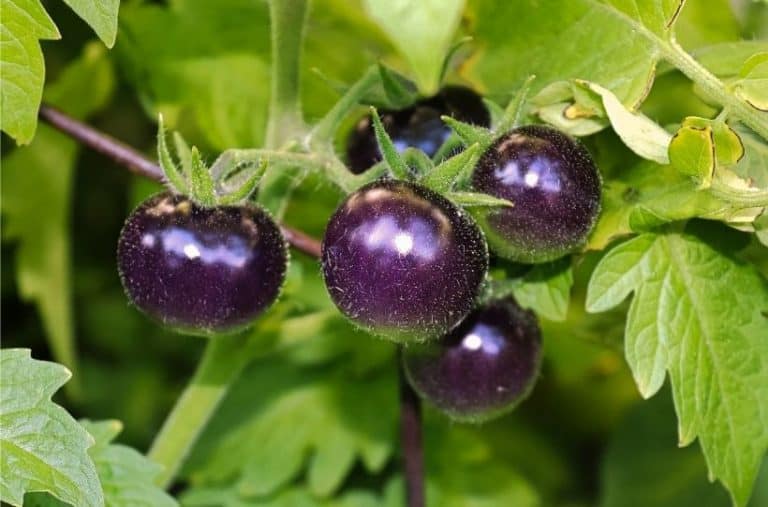 5 Delicious and Eye-Catching Purple Tomatoes For Your Garden