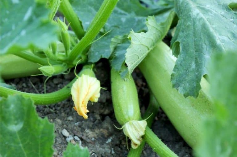 7 Types Of Squash (Winter And Summer)