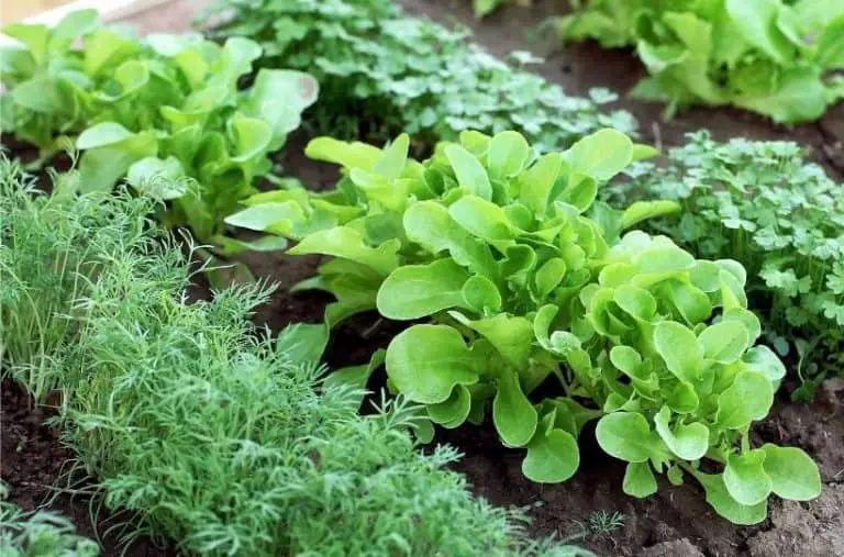 Beginner’s Guide to Starting a Vegetable Garden