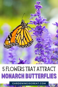 5 Flowers That Attract Monarch Butterflies | Gardening is Great