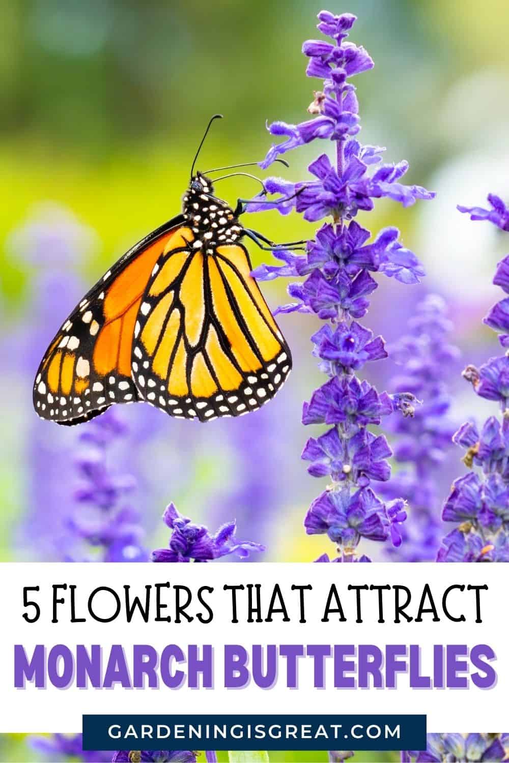 Flowers that attract monarch butterflies pin