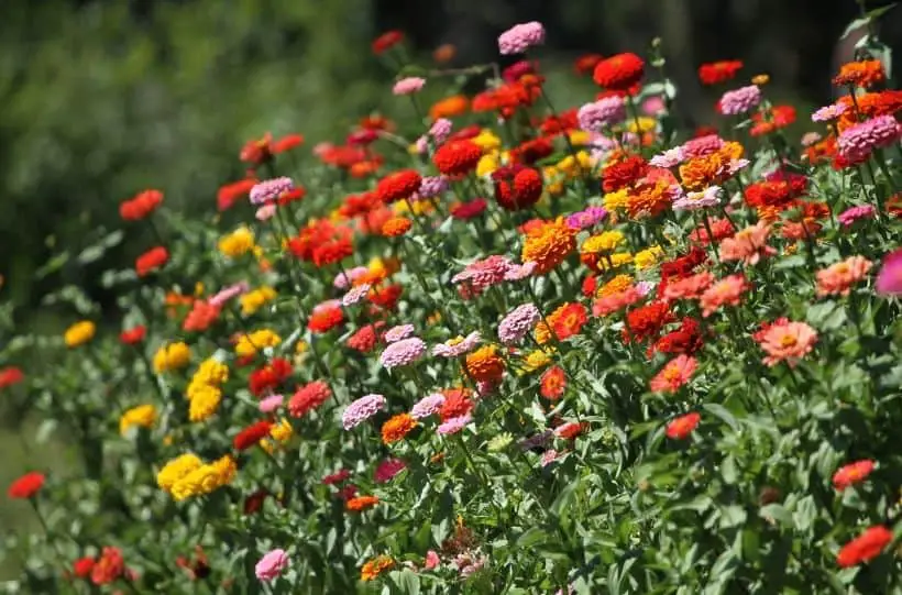 colorful zinnia flowerbed
