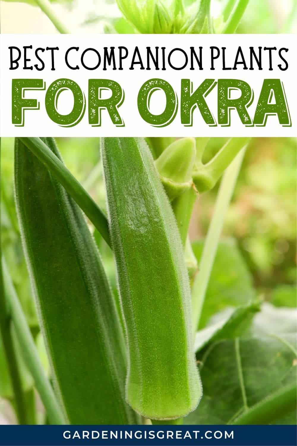 companion plant okra