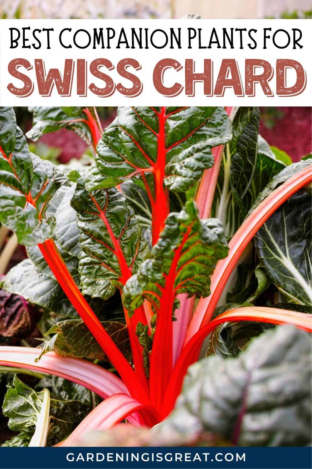 companion plants for swiss chard pin