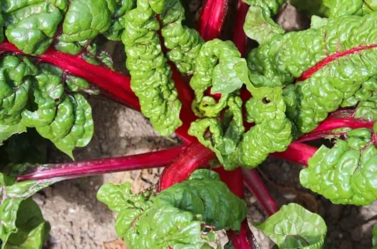 9 Of The Best Companion Plants For Swiss Chard