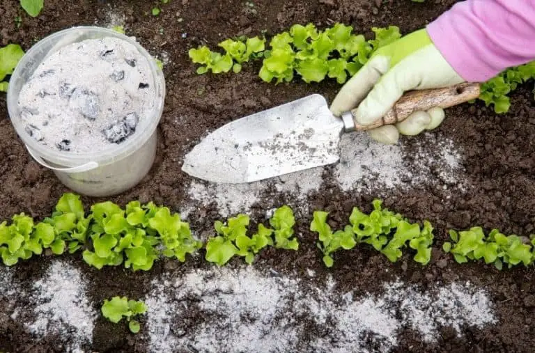 What Is The Best Natural Fertilizer For Vegetable Gardens?
