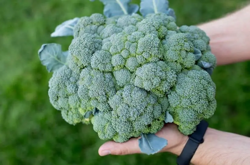 harvest broccoli