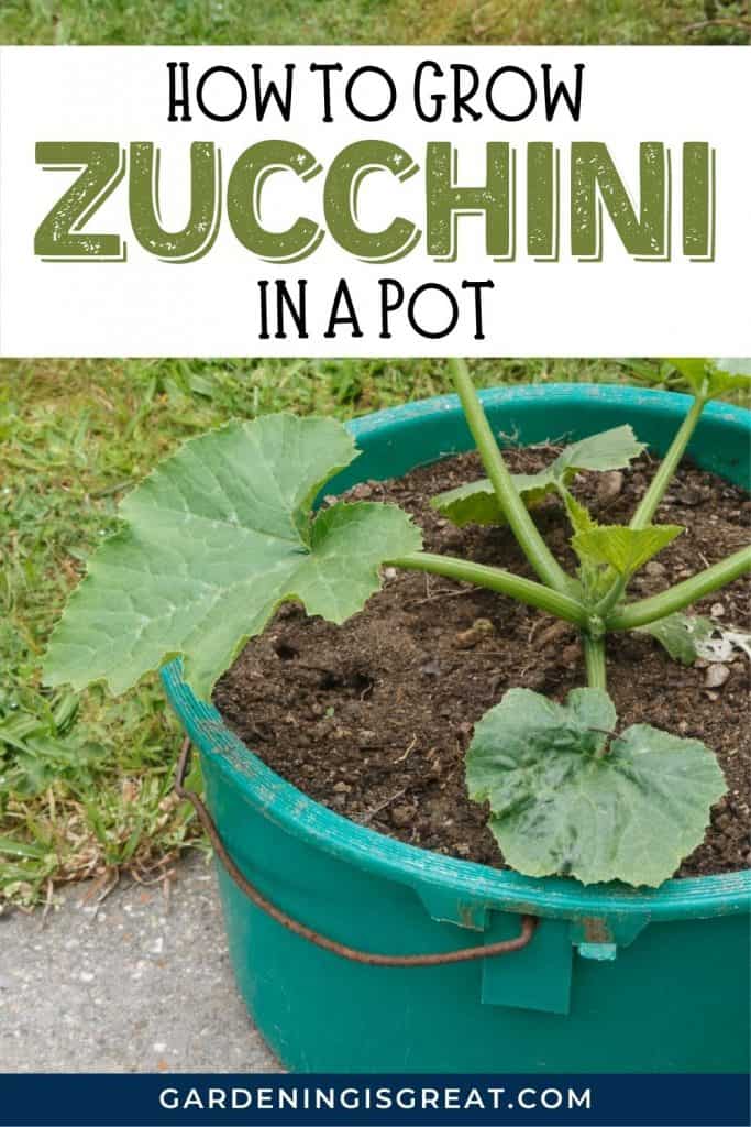 How To Grow Zucchini In A Pot Gardening is Great