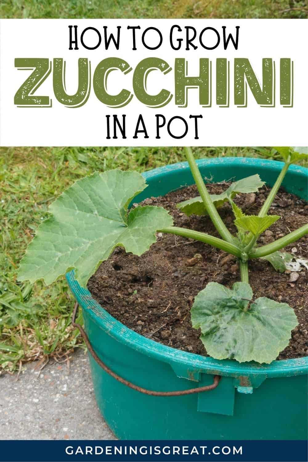how to grow zucchini in a pot