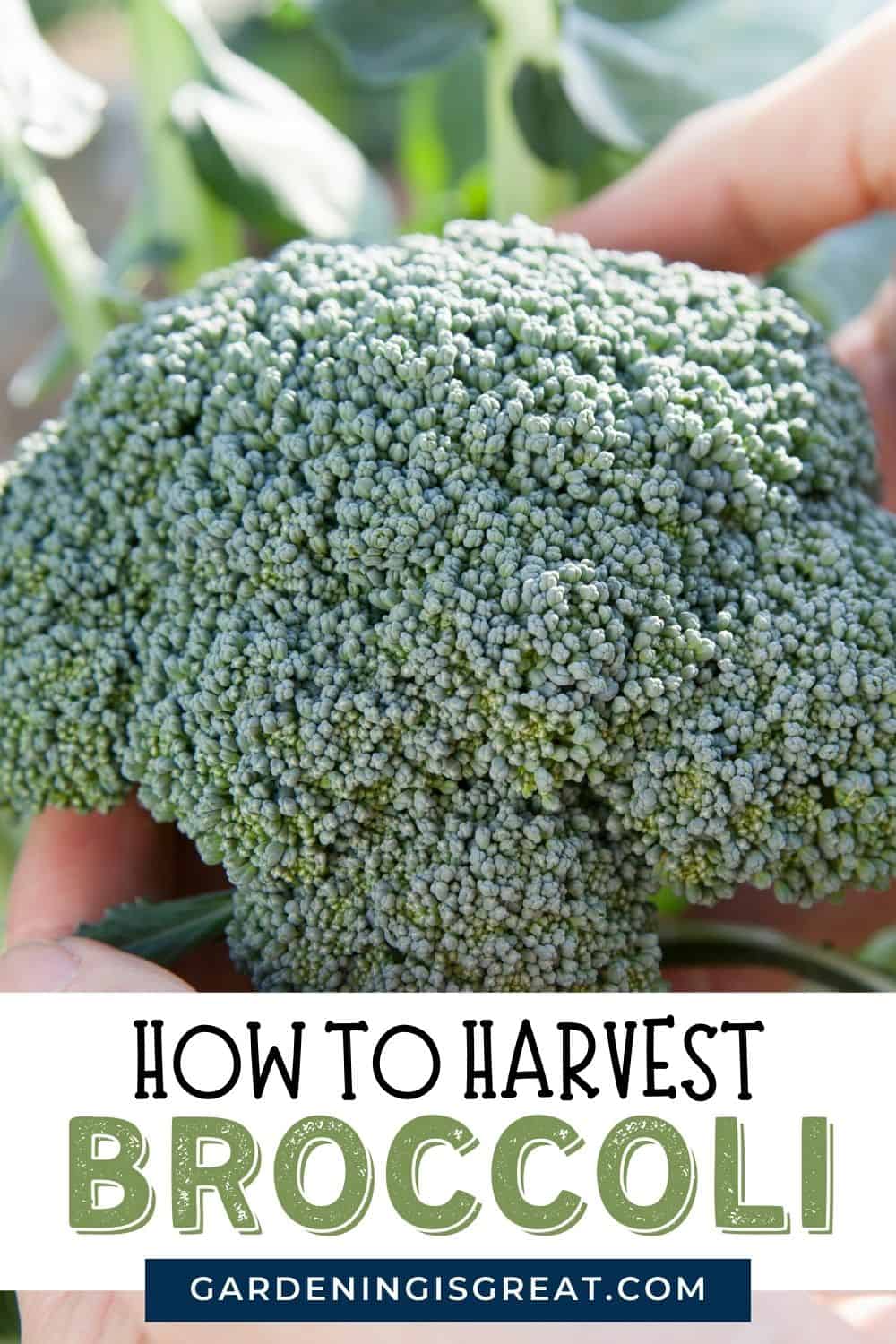 how to harvest broccoli pin