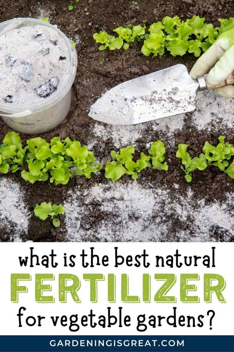What Is The Best Natural Fertilizer For Vegetable Gardens? Gardening