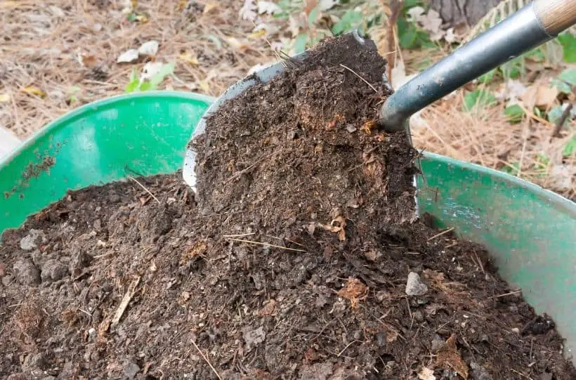 putting compost into wheelbarrow
