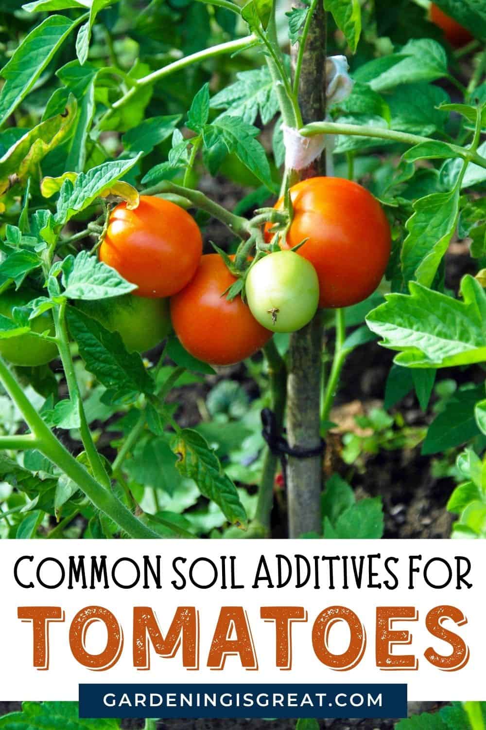soil additives for tomatoes