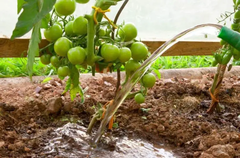 How Often To Water Tomato Plants?