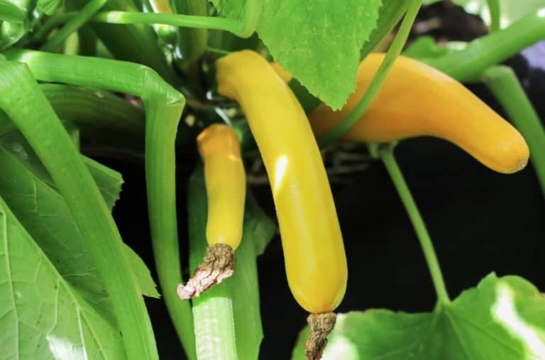 How To Grow Zucchini In A Pot