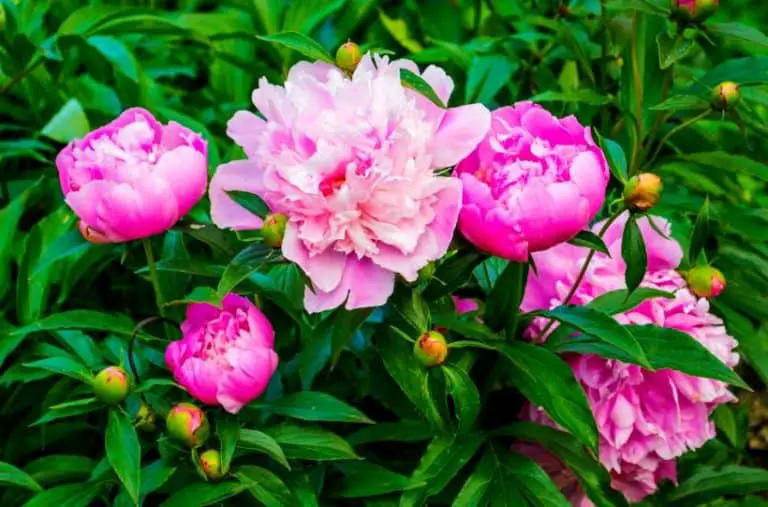How to Grow and Care for Peonies