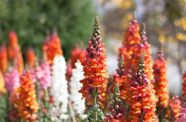 How to Grow and Care for Snapdragons