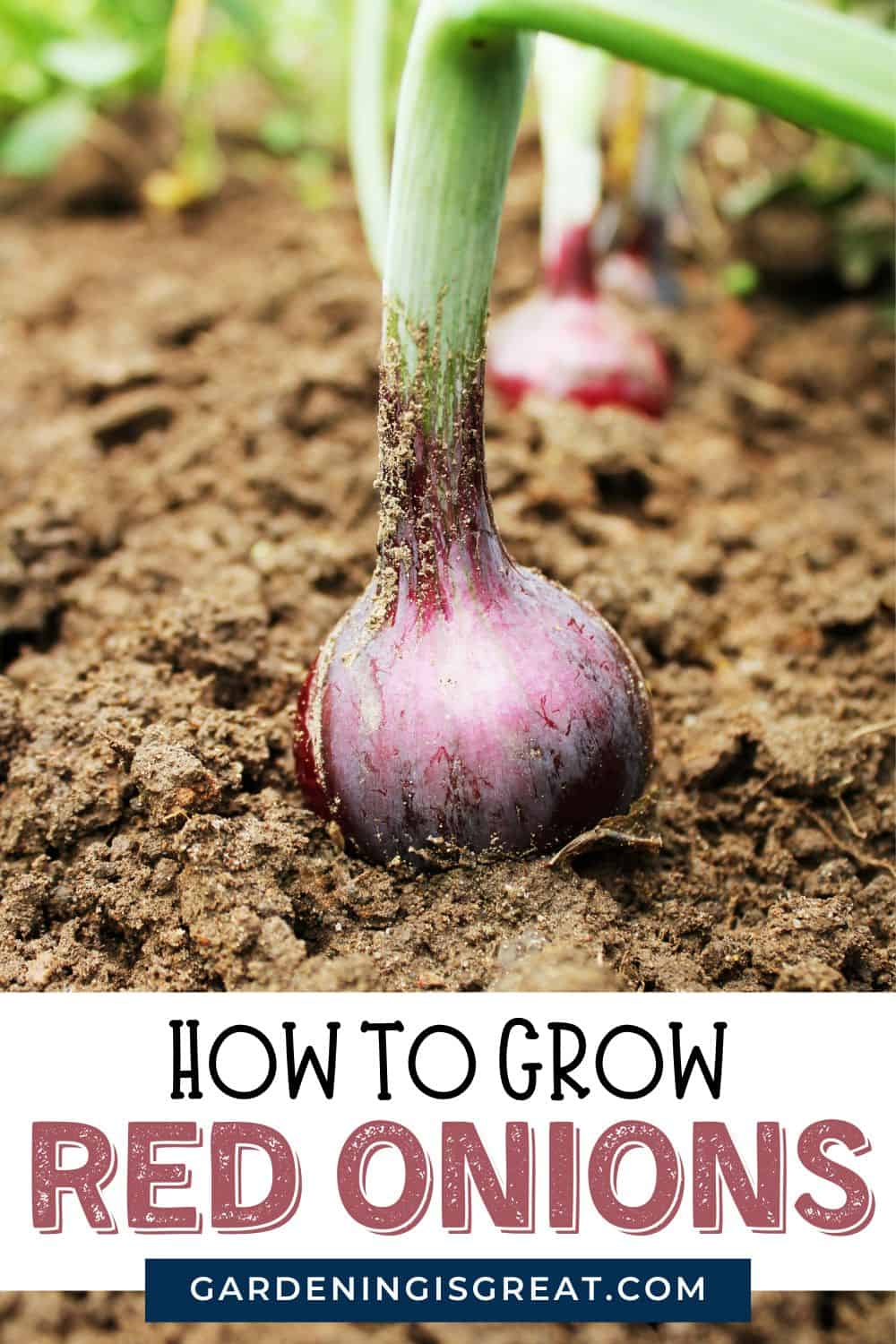 how to grow red onion pin