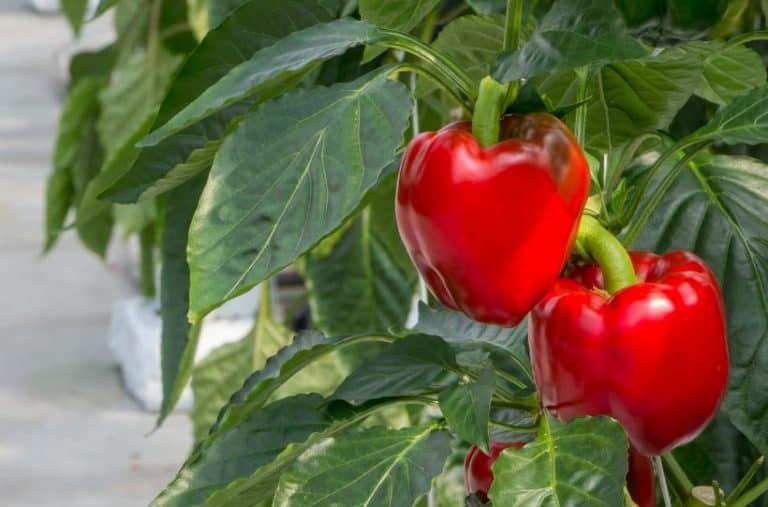 11 of The Best Pepper Companion Plants