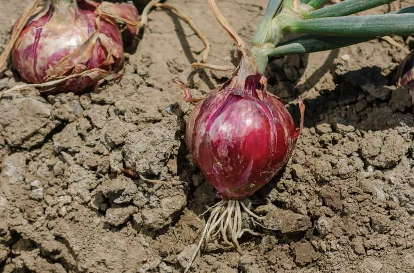 red onions ready for harvest