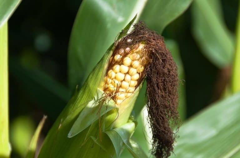 How To Grow Corn In Your Garden