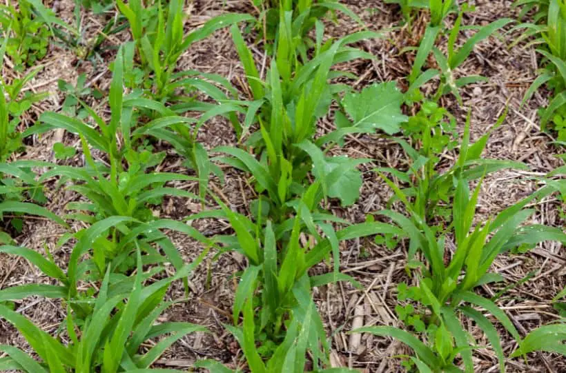 rows of cover crops emerging